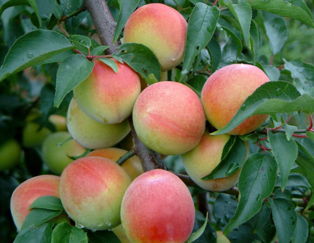 Wakayama — photo 2