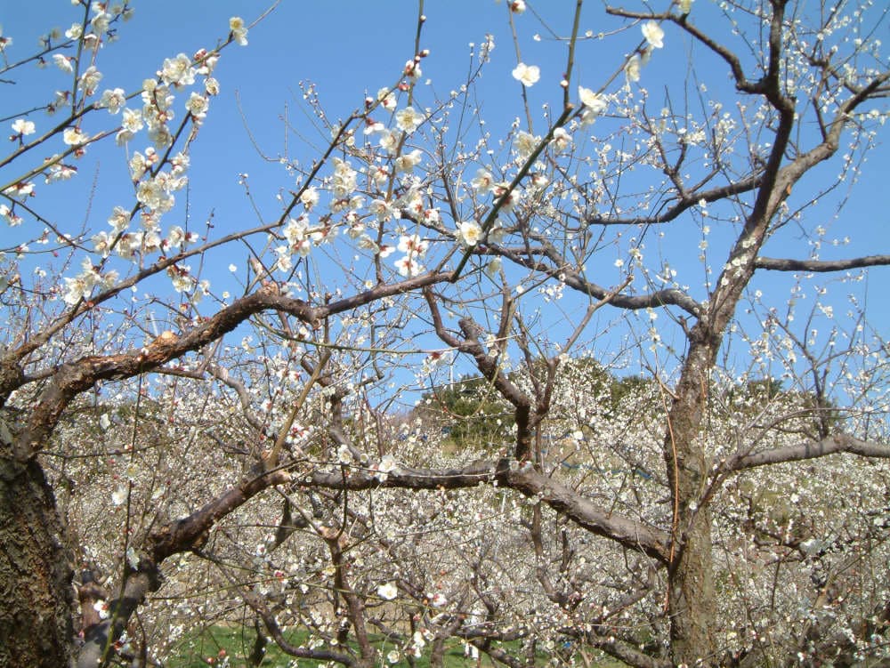 Wakayama — photo 4