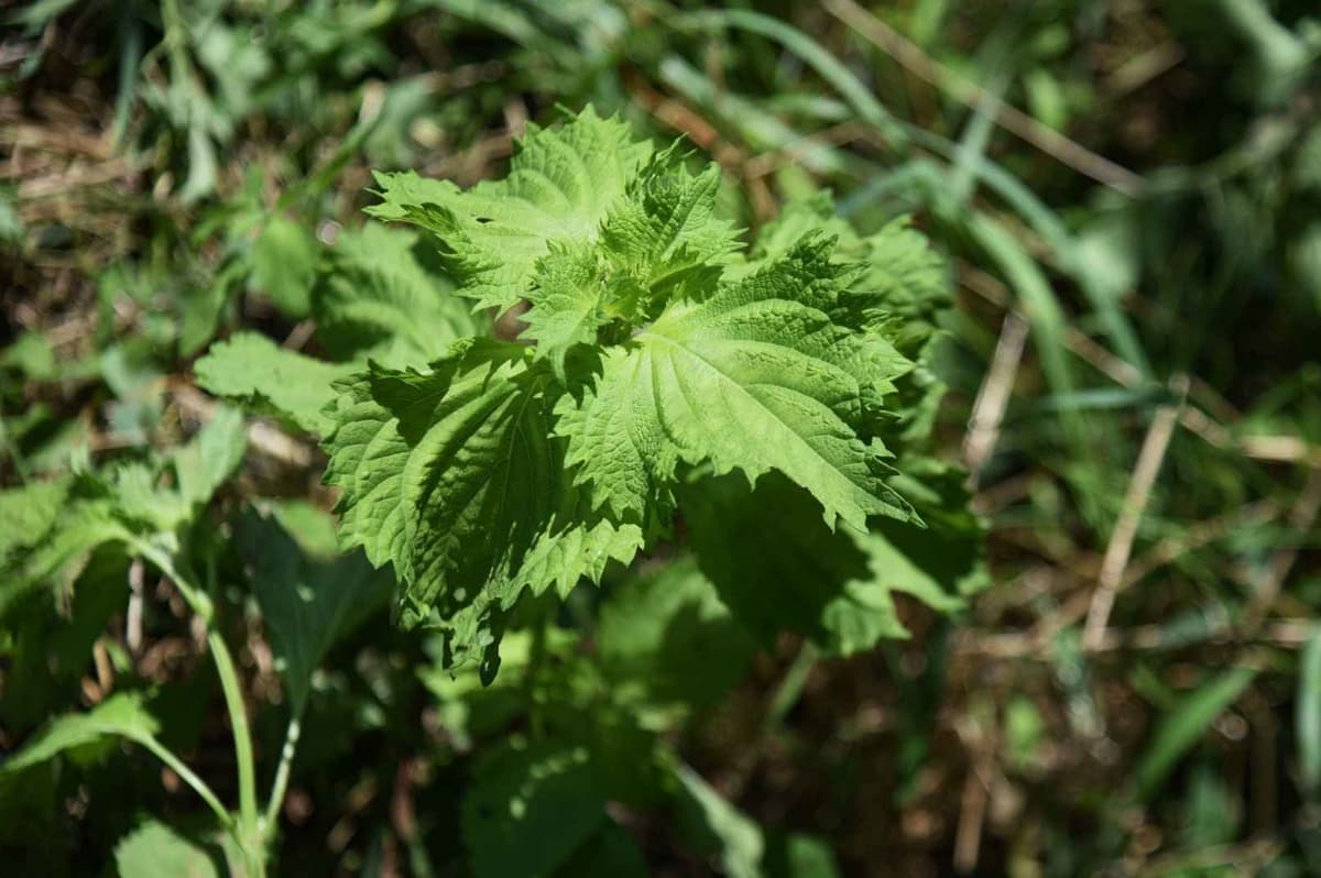 Qu’est-ce que le shiso ?
