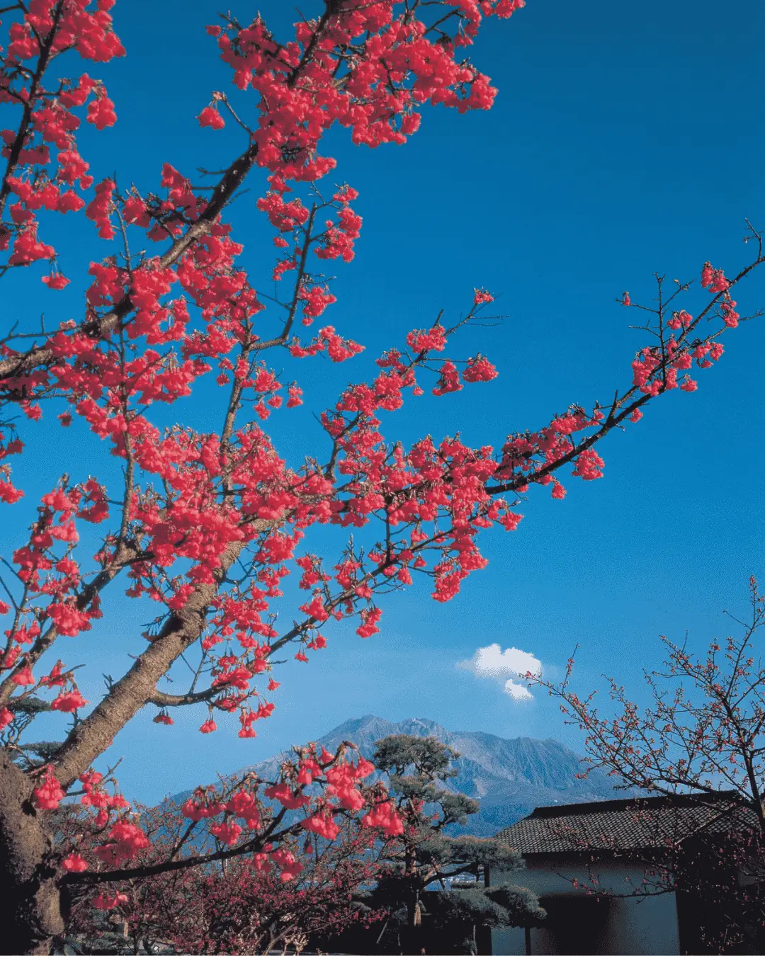 Kagoshima — photo 1