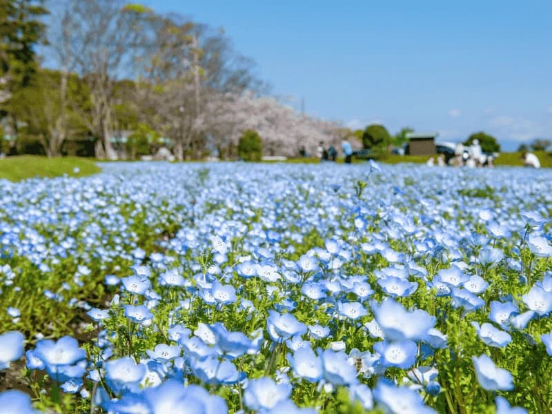 Kagoshima — photo 7