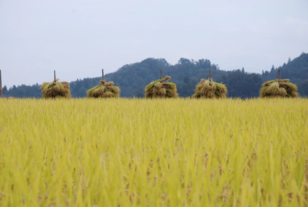 Yamagata — photo 6