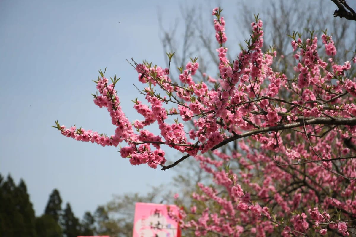 Yamagata — photo 9