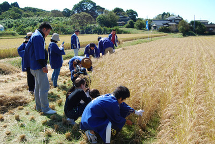 Récolte riz Sake authentique producteur japonais alcool japon Munemasa Saga