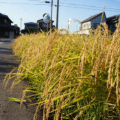 WEWANTSAKE - sakés - producteur AMABUKI - japon - Saga (9) tiges de riz rue