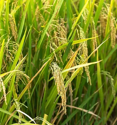 WEWANTSAKE - Sakés - Fabrication Régions - Explications (5) tiges de riz