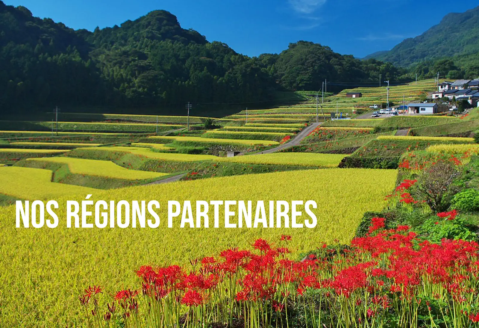 WeWantSake - Page d'accueil - Nos producteurs - Boutique Saké - Koimari3 champ de riz et de fleurs écrit nos régions partenaires