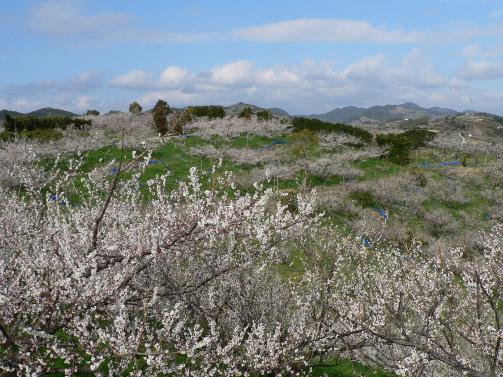 arbres pruniers fleuris