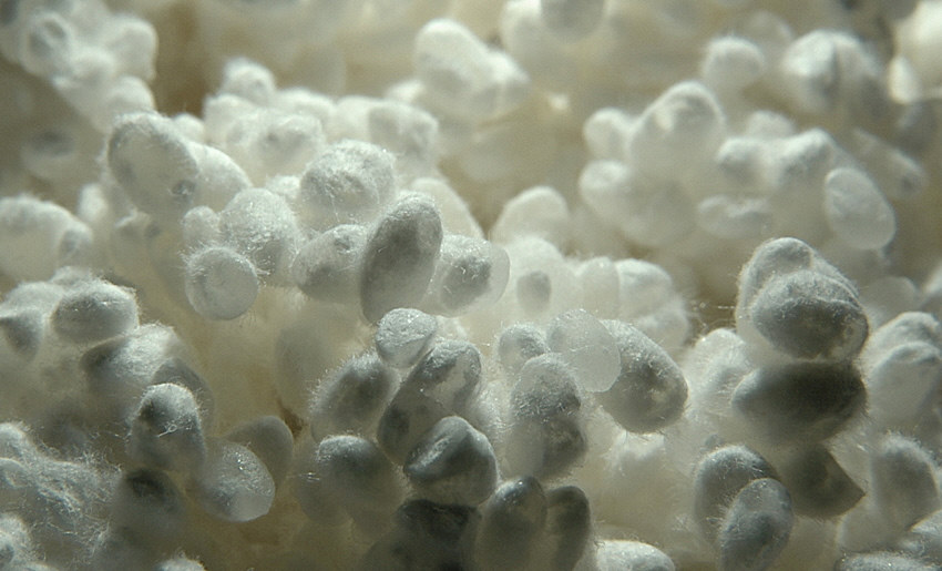 WEWANTSAKE-Vente-de-sake-liqueurs-Fabrication-Sake-Koji-Levures des riz couverts de levure