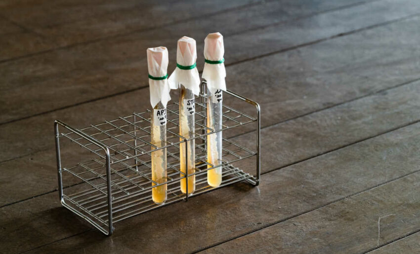 WEWANTSAKE-Vente-de-sake-liqueurs-Fabrication-Sake-Levures des pipettes avec un liquide jaunâtre