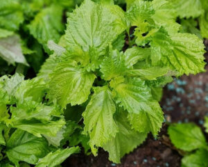 Bouquet de shiso vert