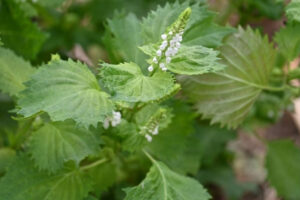 Branche feuille verte