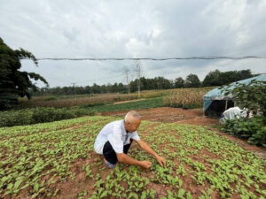Culture de shiso vert
