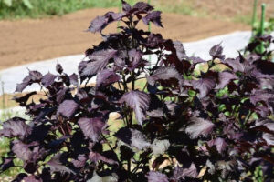 Feuilles de plante rouge